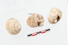 Foto von Schneckengehäuse (NHMW-PRAE-002237b)